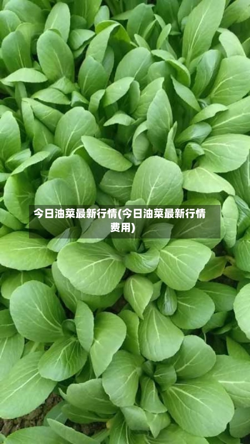 今日油菜最新行情(今日油菜最新行情费用)-第2张图片