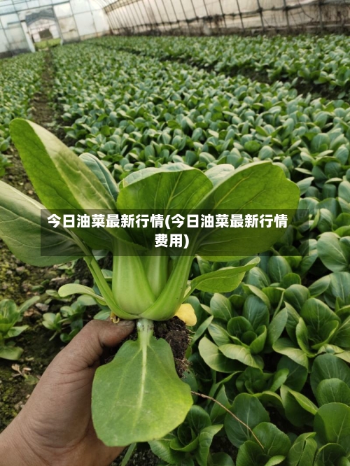 今日油菜最新行情(今日油菜最新行情费用)