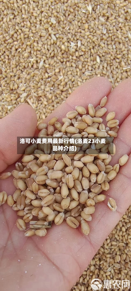 洛可小麦费用最新行情(洛麦23小麦品种介绍)-第2张图片