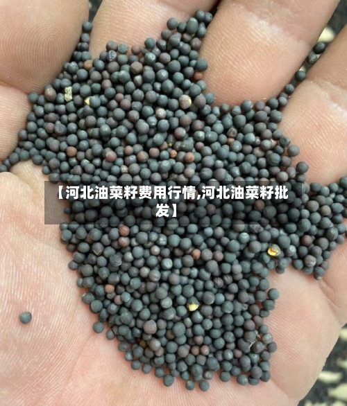 【河北油菜籽费用行情,河北油菜籽批发】-第3张图片