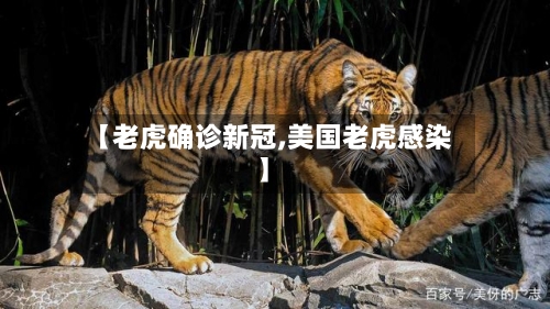 【老虎确诊新冠,美国老虎感染】-第2张图片