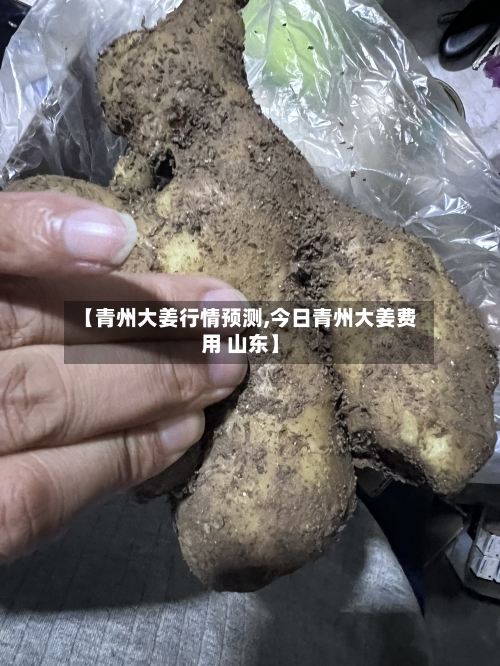 【青州大姜行情预测,今日青州大姜费用 山东】