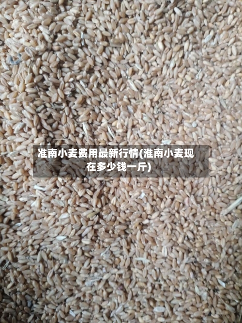 准南小麦费用最新行情(淮南小麦现在多少钱一斤)