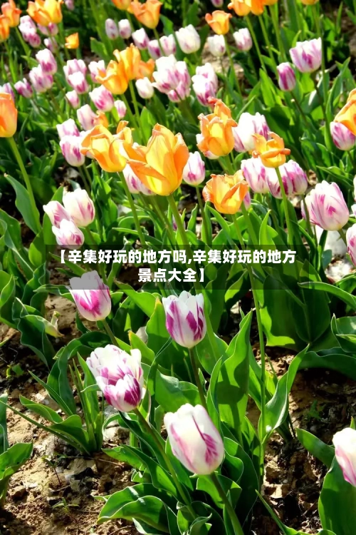 【辛集好玩的地方吗,辛集好玩的地方景点大全】-第2张图片
