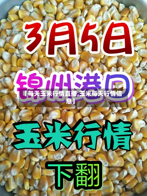 【每天玉米行情直播,玉米每天行情信息】